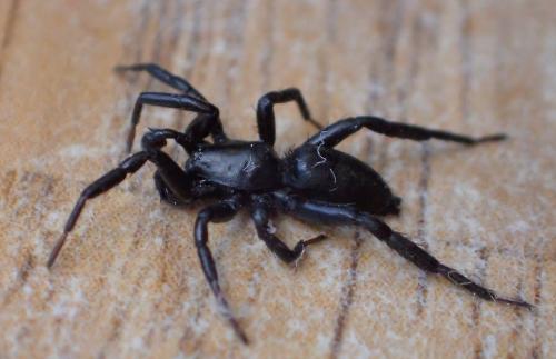 Réf. 234 509 : Drassyllus praeficus
